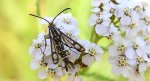 Przeziernik - Pyropteron triannuliformis