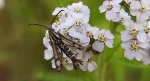 Przeziernik - Pyropteron triannuliformis