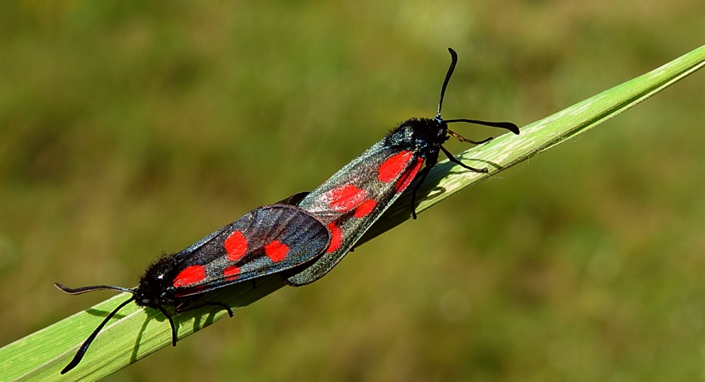 Kraśnik pięcioplamek (Zygaena trifolii)
