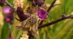 Błyszczka jarzynówka (Autographa gamma)