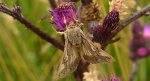 Błyszczka jarzynówka (Autographa gamma)