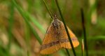 Sudamek szczawiak (Lythria cruentaria)