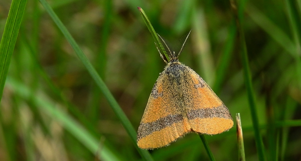 Sudamek szczawiak (Lythria cruentaria)