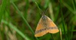 Sudamek szczawiak (Lythria cruentaria)