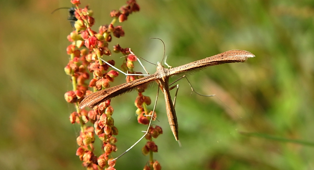 Piórolotek zwyczajny (Emmelina monodactyla)