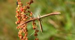 Piórolotek zwyczajny (Emmelina monodactyla)