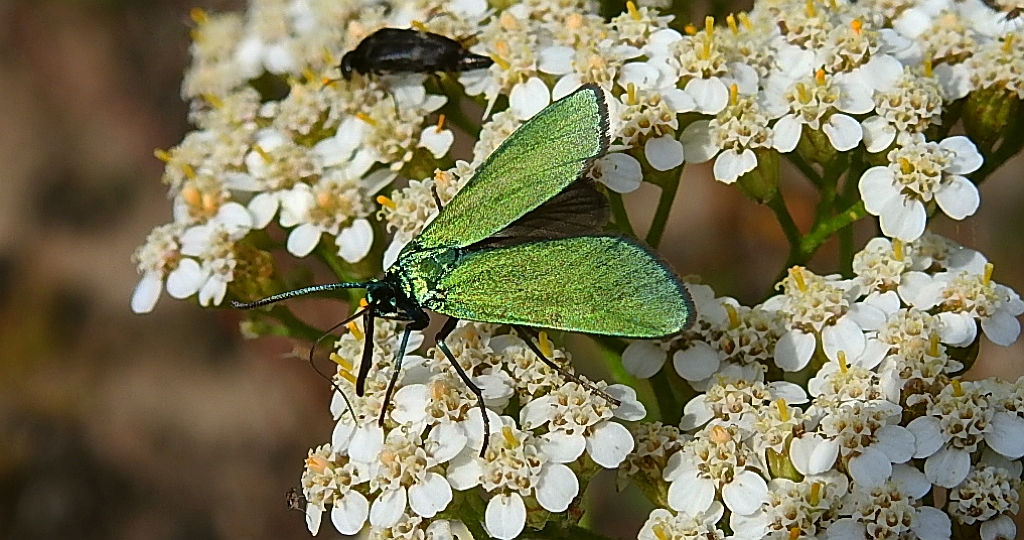 Lśniak szmaragdek (Adscita statices)