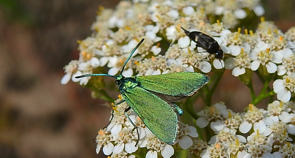 Lśniak szmaragdek (Adscita statices)