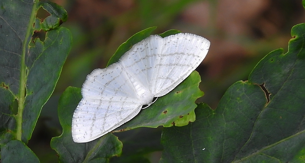 Ciemnokres wierzbowiec (Cabera pusaria)