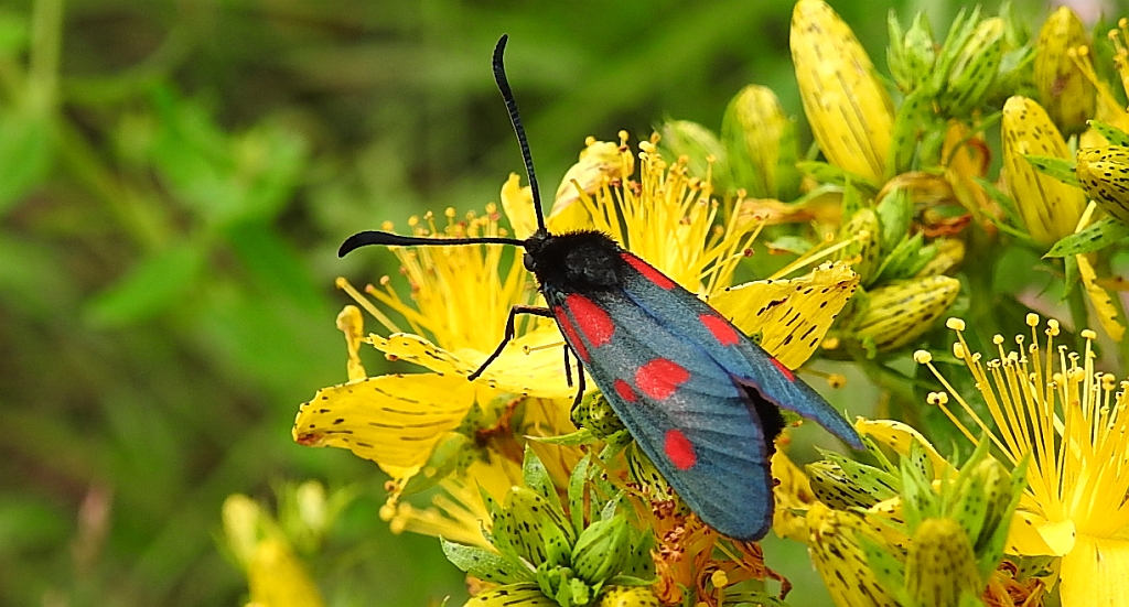 Kraśnik pięcioplamek (Zygaena trifolii)