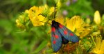 Kraśnik pięcioplamek (Zygaena trifolii)