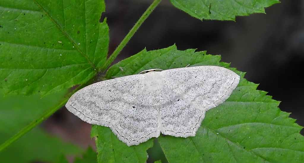 Wątlak czarnokropek (Scopula nigropunctata)
