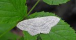 Wątlak czarnokropek (Scopula nigropunctata)