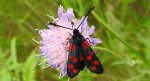 Kraśnik sześcioplamek (Zygaena filipendulae)