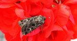 Sideridis reticulata