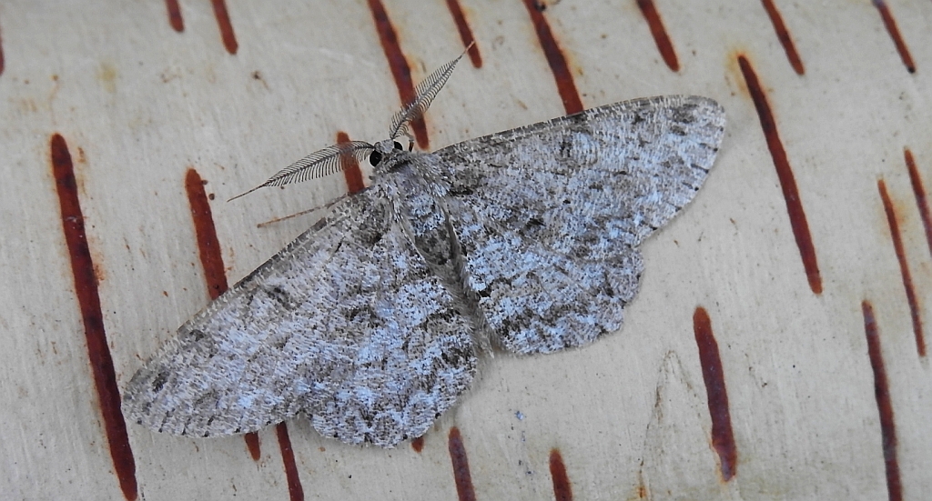 Przylepek pomrocznik (Ectropis crepuscularia)