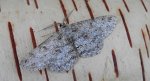 Przylepek pomrocznik (Ectropis crepuscularia)
