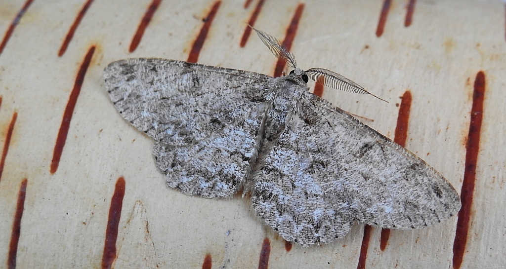 Przylepek pomrocznik (Ectropis crepuscularia)