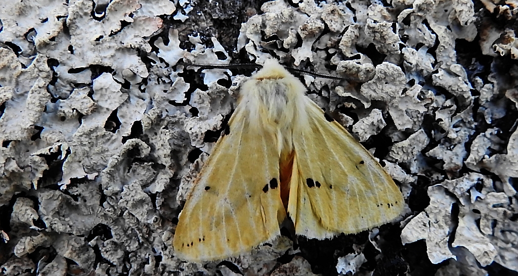Szewnica bzówka, bieżnica bzówka,bieżnica żółtawa (Spilosoma lutea)