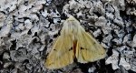 Szewnica bzówka, bieżnica bzówka,bieżnica żółtawa (Spilosoma lutea)