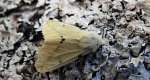 Szewnica bzówka, bieżnica bzówka, bieżnica żółtawa (Spilosoma lutea)