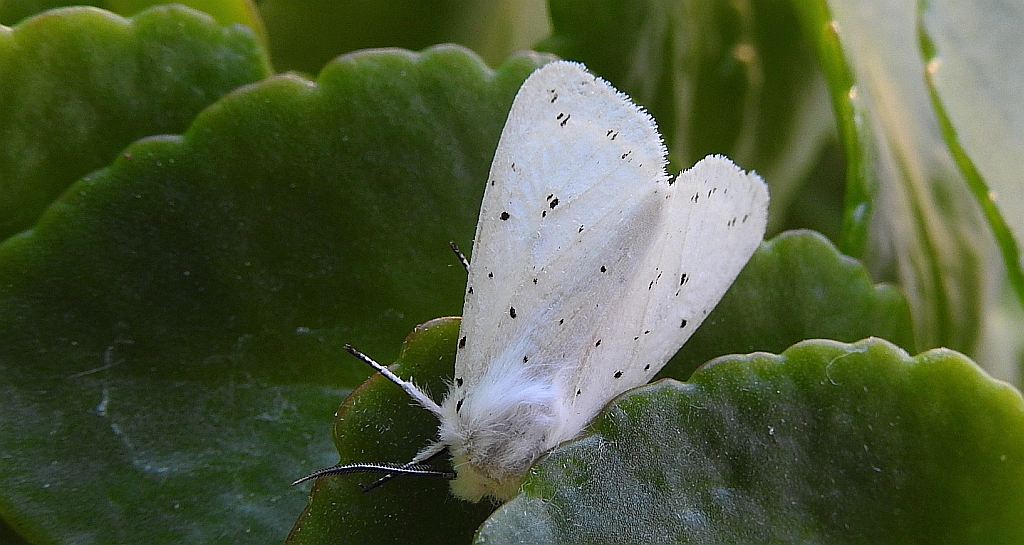 Szewnica miętówka (Spilosoma lubricipeda)