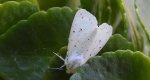 Szewnica miętówka (Spilosoma lubricipeda)