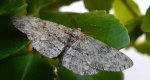 Przylepek pomrocznik (Ectropis crepuscularia)