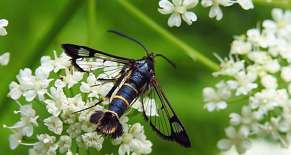 Przeziernik porzeczkowiec (Synanthedon tipuliformis)