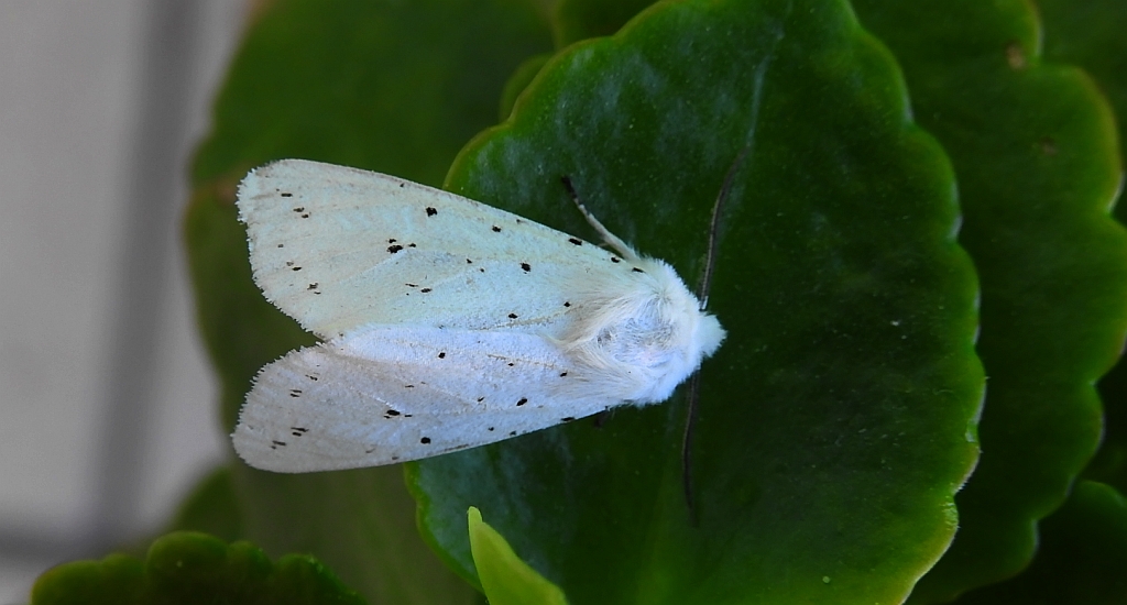 Szewnica miętówka (Spilosoma lubricipeda)