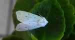 Szewnica miętówka (Spilosoma lubricipeda)