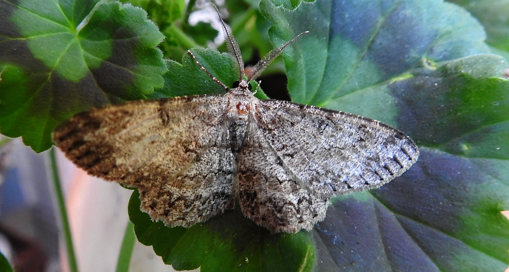 Przylepek nadębek (Hypomecis roboraria)