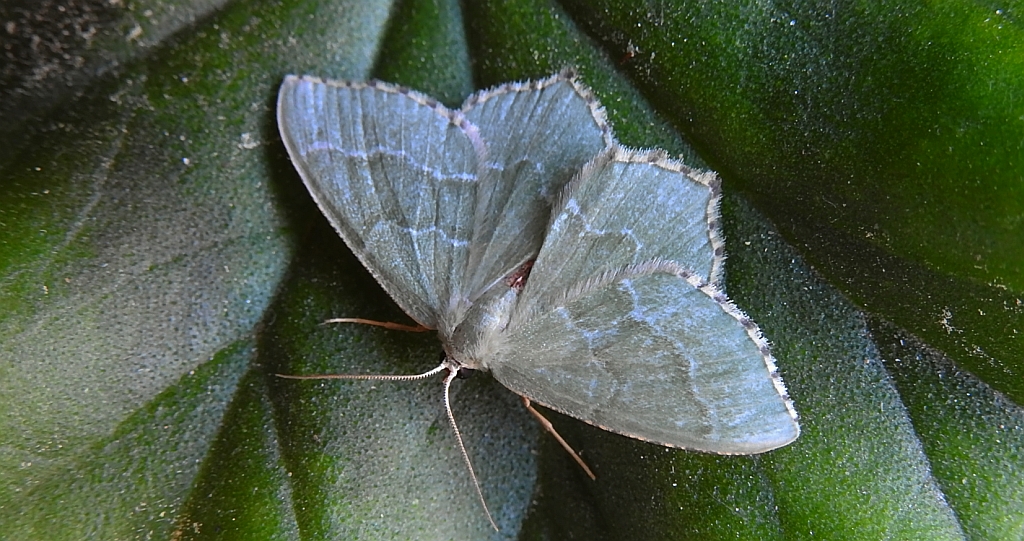 Miernik kreskowiak (Hemithea aestivaria)