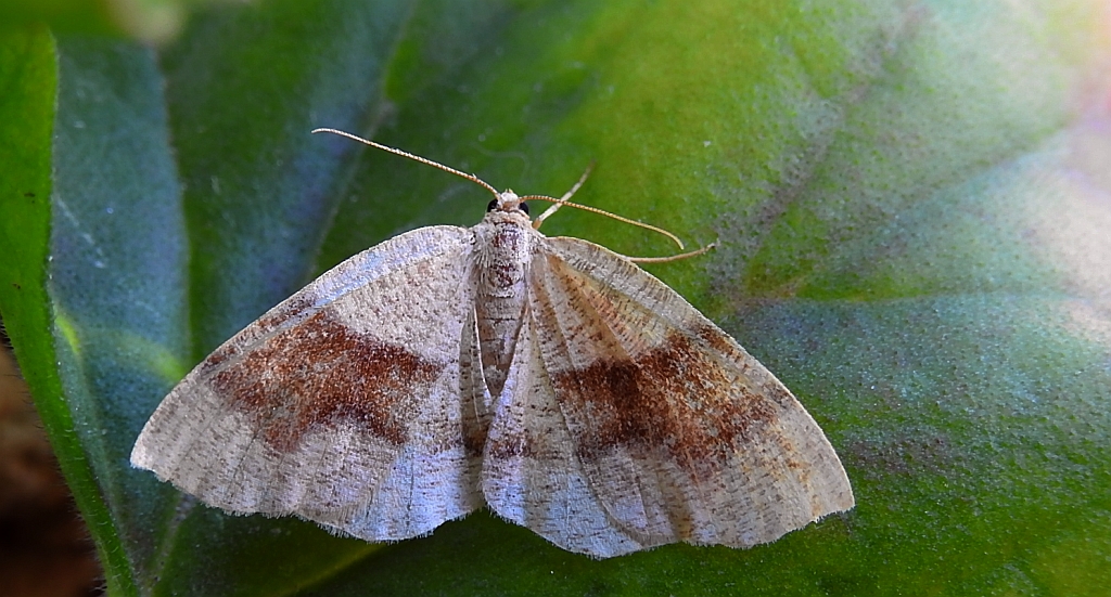 Nakreślik iwiniak (Plagodis pulveraria)