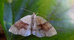 Nakreślik iwiniak (Plagodis pulveraria)