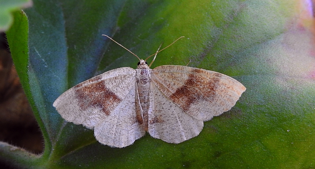 Nakreślik iwiniak (Plagodis pulveraria)