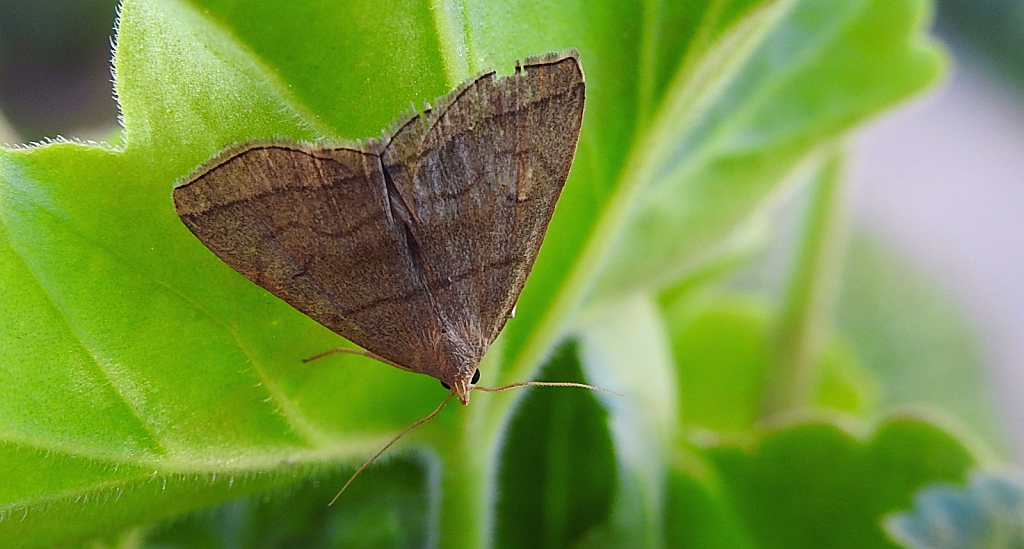 Herminia tarsicrinalis