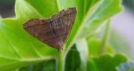Herminia tarsicrinalis