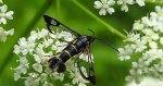 Przeziernik porzeczkowiec (Synanthedon tipuliformis)
