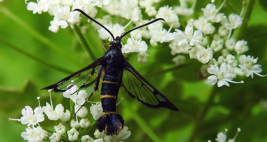 Przeziernik porzeczkowiec (Synanthedon tipuliformis)