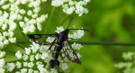 Przeziernik porzeczkowiec (Synanthedon tipuliformis)