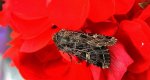 Sideridis reticulata