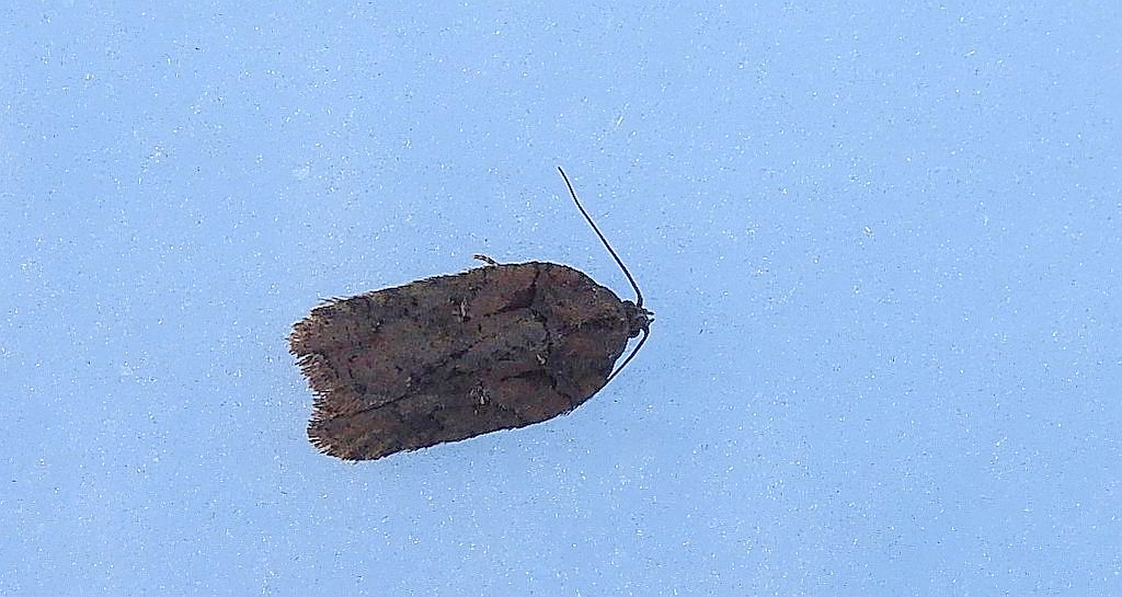Acleris abietana