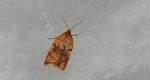 Acleris notana