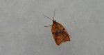 Acleris notana