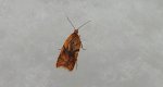 Acleris notana