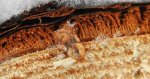 Acleris notana
