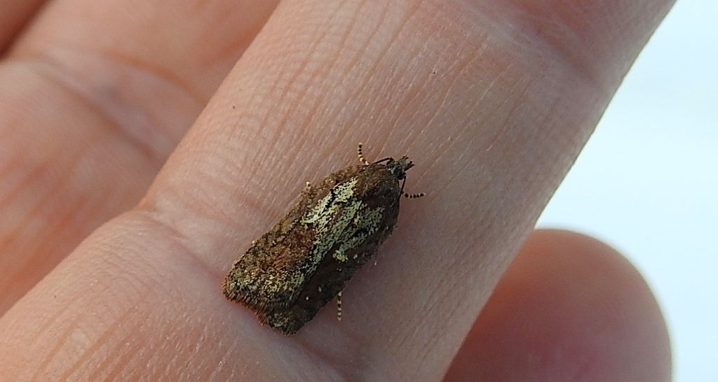 Acleris schalleriana
