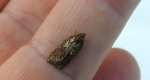 Acleris schalleriana