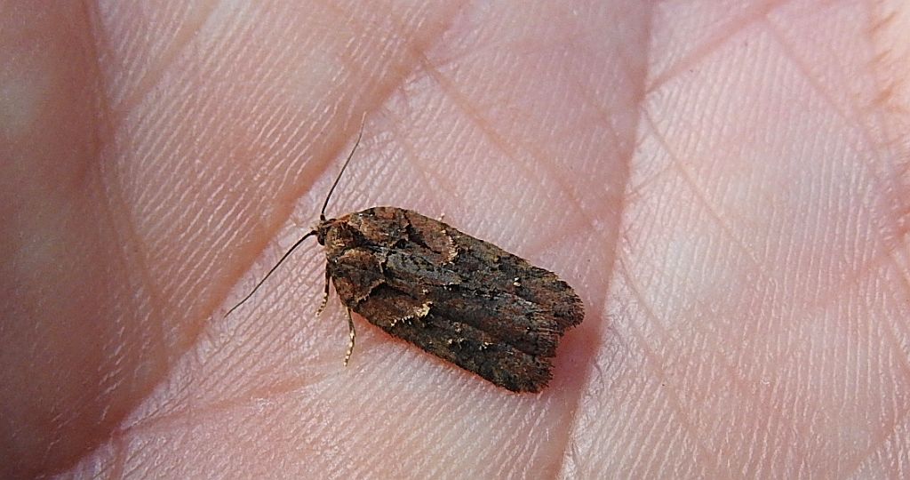 Acleris abietana